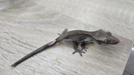 파충류샵 창수네사육공간