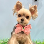 켈리독 강남 애견호텔 애견유치원