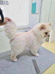 바우와우 펫살롱