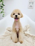 커몽 그루밍