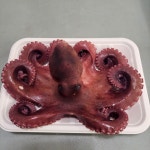 한소담