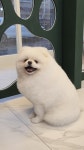 버블독 강아지미용실