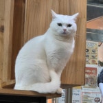댕댕냥냥 부천점