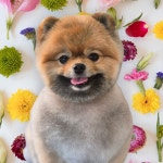 몽대디강아지미용실