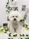 헬로우버디 그루밍센터 분당점
