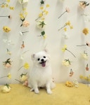 태리펫애견미용실