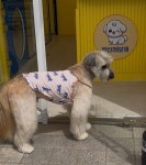 변신해보개