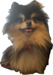 엘