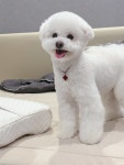올케어댕 구래동 애견유치원 & 애견호텔 & 애견미용