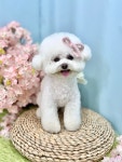 코지002 애견유치원 &카페 &24시상주호텔 &미용