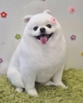 마이티그루밍 강북점