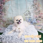 강아지집미용실