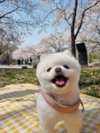 헬로우버디 그루밍센터 분당점