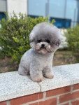 앙볼리 펫살롱
