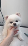 변신해보개