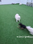 건강하개 애견유치원