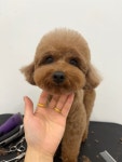 댕살롱
