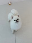 댓거리애견미용실 버블리