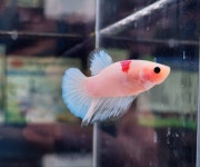 아쿠아캡&동탄수족관