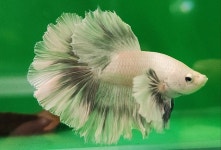 아쿠아캡&동탄수족관