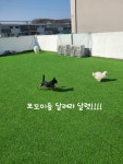 건강하개 애견유치원