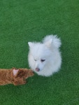 건강하개애견유치원 천안점