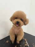 댕살롱