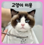 창원고양이미용 무냥무냥 상남점