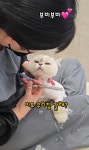 반냥트리