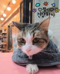 뜰안에냥