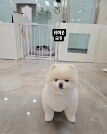 아모르펫살롱 본점