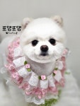 포댕포댕