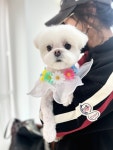 그루밍차차