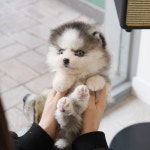 유어펫 라운지 강아지분양