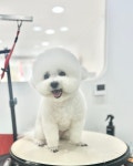 그루밍차차