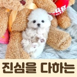 퍼피캣 강아지분양 고양이분양 인천신현점