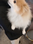 펫사랑콜
