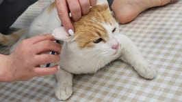 고양이미용실 그냥