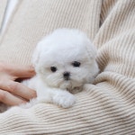 유어펫 라운지 강아지분양