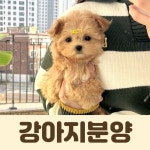 퍼피캣 강아지분양 고양이분양 인천신현점