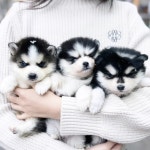 유어펫 라운지 강아지분양