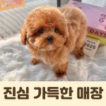 퍼피캣 애견미용 애견호텔 인천루원시티점