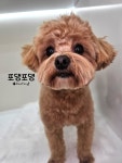포댕포댕
