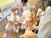 코지002 애견유치원 &카페 &24시상주호텔 &미용