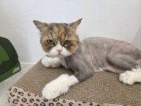 고양이미용실 그냥