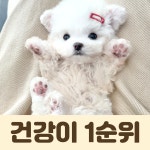 퍼피캣 강아지분양 고양이분양 인천신현점