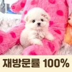 퍼피캣 애견미용 애견호텔 인천루원시티점
