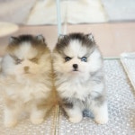 유어펫 라운지 강아지분양