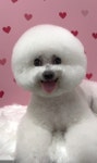 슈크림애견미용실&애견호텔