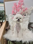 헬로퍼피